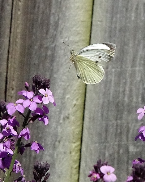 large white